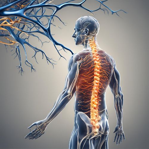 efectos neuroplasticos de los ajustes quiroprácticos