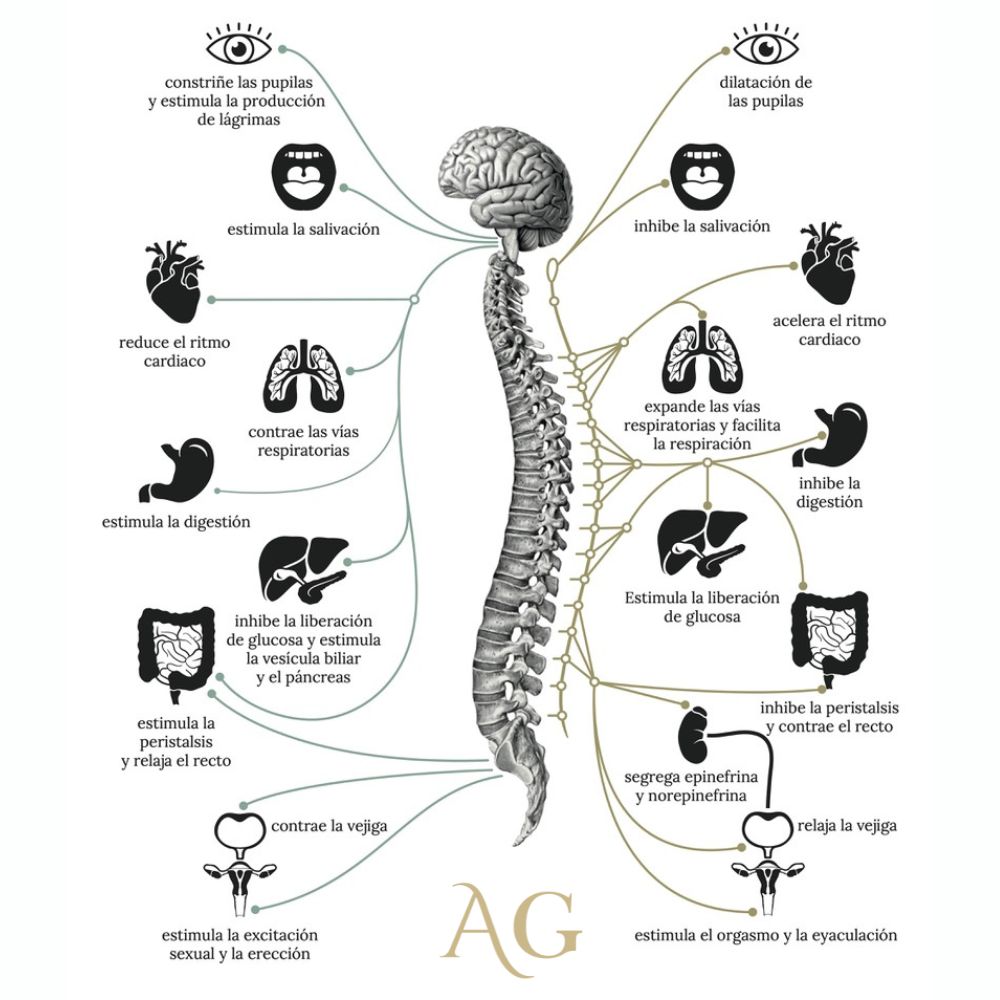 postura y sistema nervioso