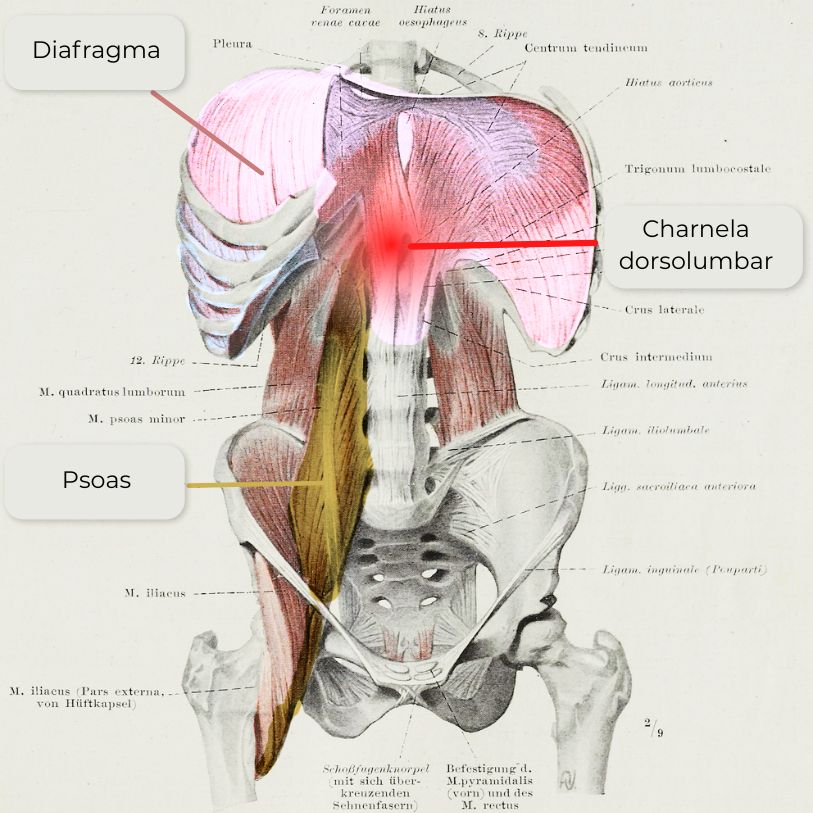 La charnela dorsolumbar: la piedra clave entre postura, respiración y dolor de espalda 1 Musculo psoas diafragma y charnela dorsolumbar